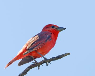 Hepatic Tanager