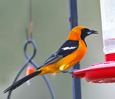 Hooded Oriole