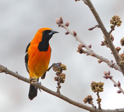 Hooded Oriole
