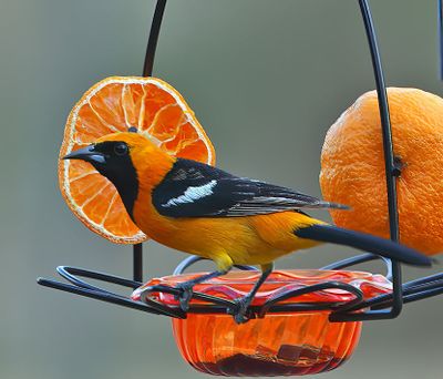 Hooded Oriole