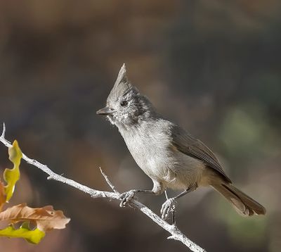 Juniper Titmouse