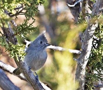 Juniper Titmouse