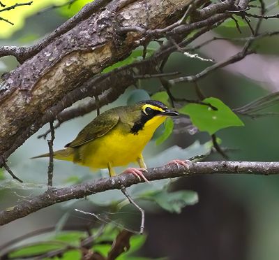 Kentucky Warbler