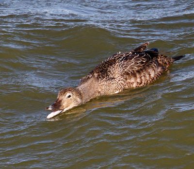 King Eider