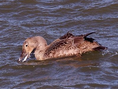 King Eider
