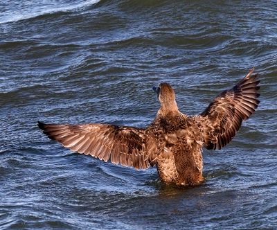 King Eider