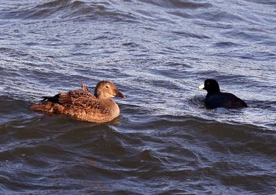 King Eider
