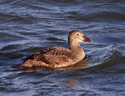King Eider