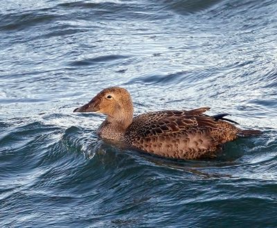 King Eider