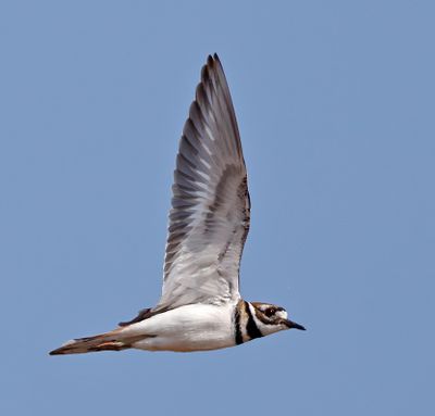 Killdeer