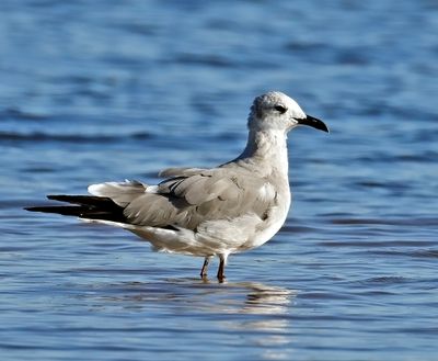 Laughing Gull