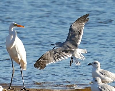 Laughing Gull
