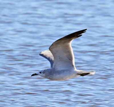Laughing Gull