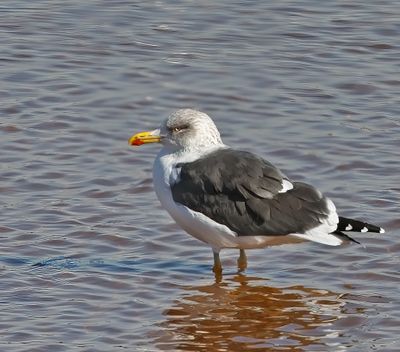 Lesser Black-backed Gull