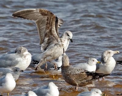 Lesser Black-backed Gull