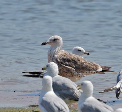 Lesser Black-backed Gull