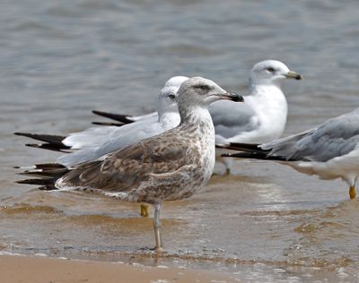 Lesser Black-backed Gull