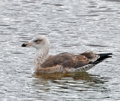Lesser Black-backed Gull