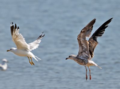 Lesser Black-backed Gull