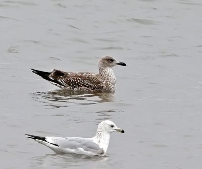 Lesser Black-backed Gull