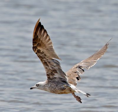 Lesser Black-backed Gull