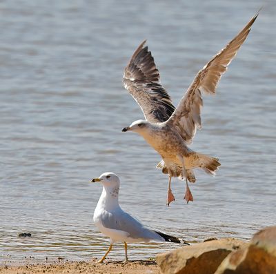 Lesser Black-backed Gull