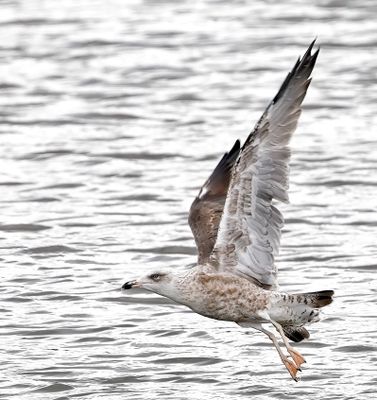 Lesser Black-backed Gull