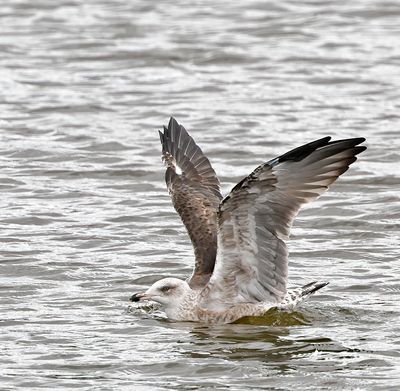 Lesser Black-backed Gull