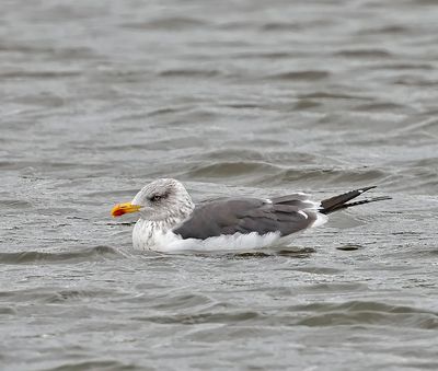 Lesser Black-backed Gull