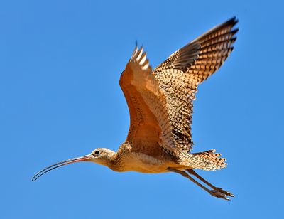 Long-billed Curlew