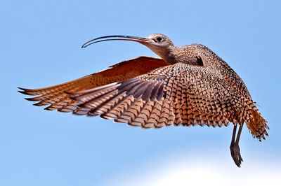 Long-billed Curlew