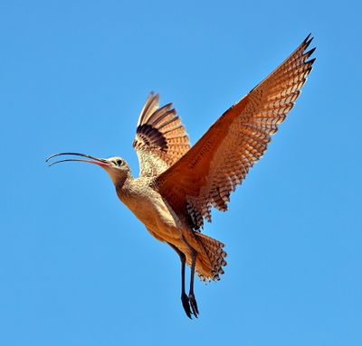 Long-billed Curlew