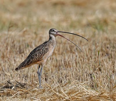 Long-billed Curlew