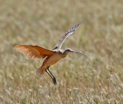 Long-billed Curlew