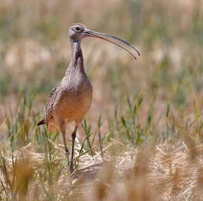 Long-billed Curlew