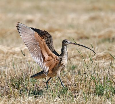 Long-billed Curlew