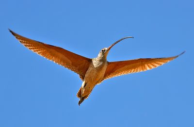 Long-billed Curlew