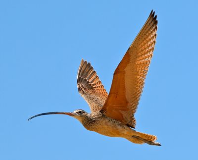 Long-billed Curlew