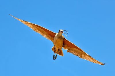 Long-billed Curlew