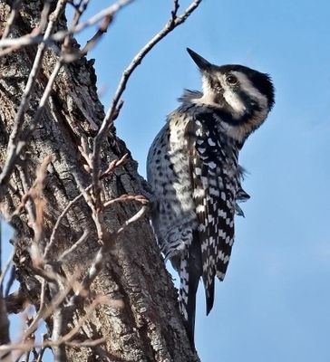 Ladder-backed Woodpecker