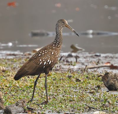 Limpkin