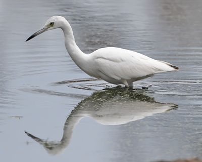 Little Blue Heron
