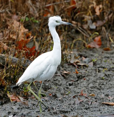 Little Blue Heron