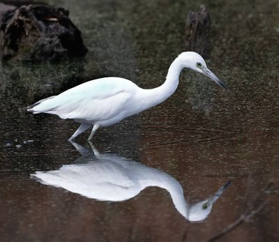Little Blue Heron