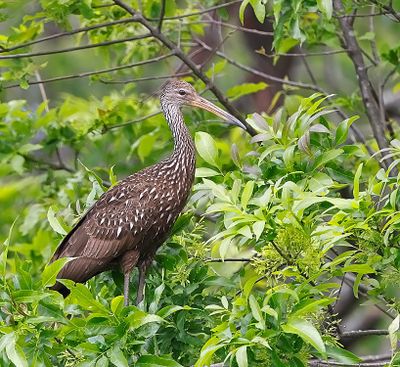 Limpkin 