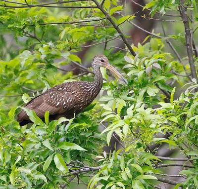 Limpkin