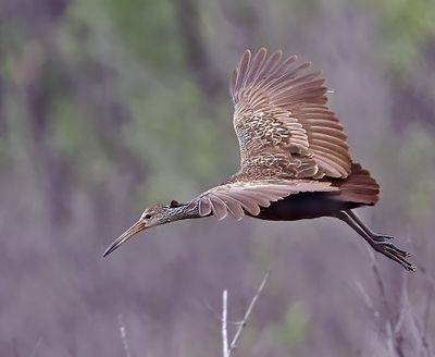Limpkin