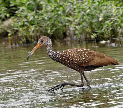 Limpkin