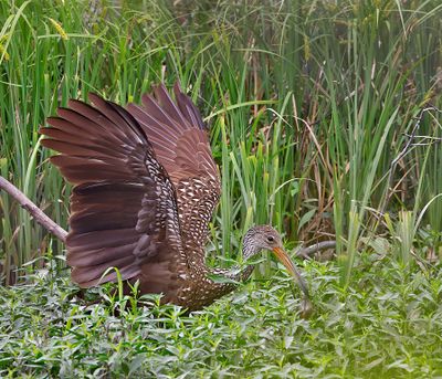 Limpkin