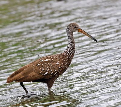 Limpkin